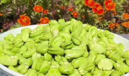 三麻豆,探寻古老智慧，传承民间技艺